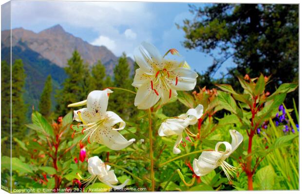 Lily Flowers  and Mountains                Canvas Print by Elaine Manley