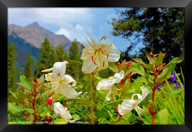 Lily Flowers  and Mountains                Framed Print by Elaine Manley