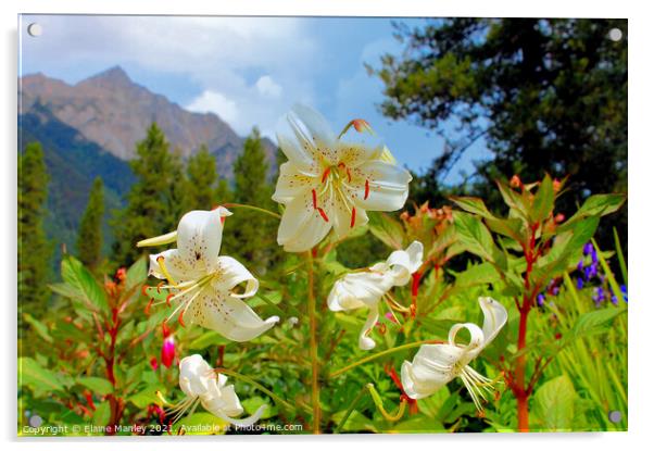 Lily Flowers  and Mountains                Acrylic by Elaine Manley