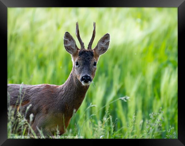 A deer standing on a lush green field Framed Print by Paul Tyzack