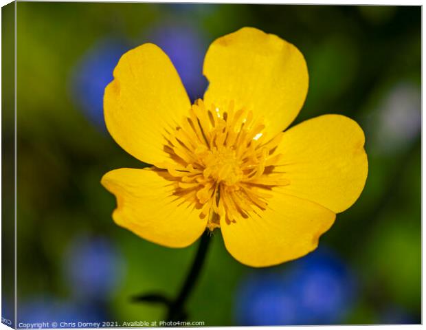 Creeping Buttercup Canvas Print by Chris Dorney