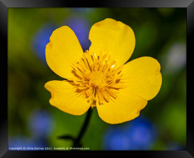 Creeping Buttercup Framed Print by Chris Dorney