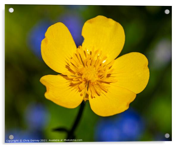 Creeping Buttercup Acrylic by Chris Dorney