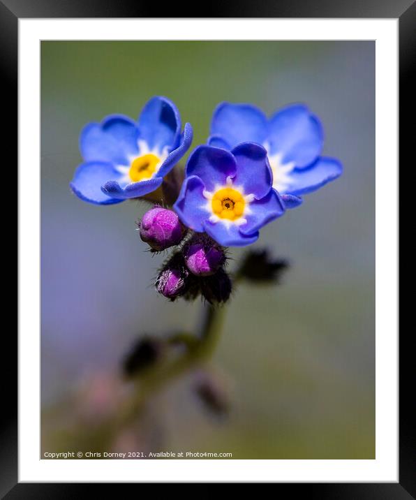 Alpine Forget-Me-Not Flowers Framed Mounted Print by Chris Dorney