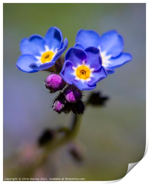Alpine Forget-Me-Not Flowers Print by Chris Dorney