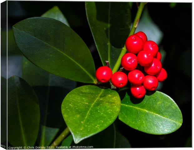 Holly and Berries Canvas Print by Chris Dorney
