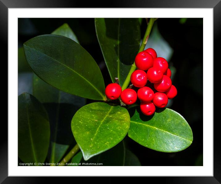 Holly and Berries Framed Mounted Print by Chris Dorney