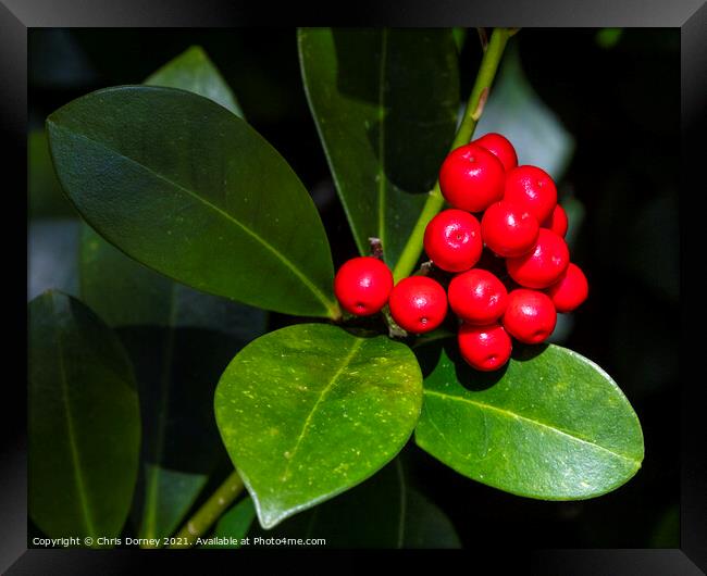 Holly and Berries Framed Print by Chris Dorney