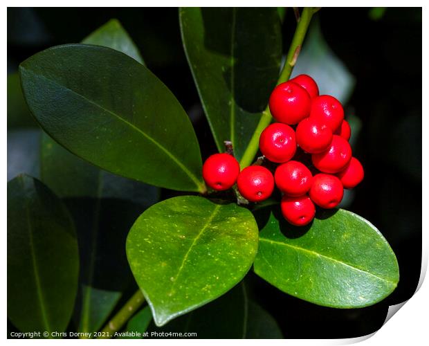 Holly and Berries Print by Chris Dorney