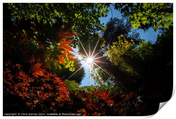Sunlight Breaking Through the Trees Print by Chris Dorney