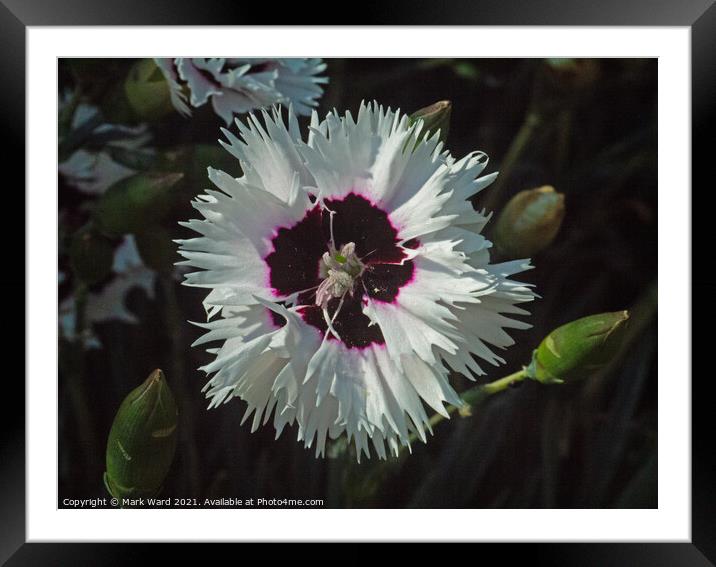 Dianthus Delight. Framed Mounted Print by Mark Ward
