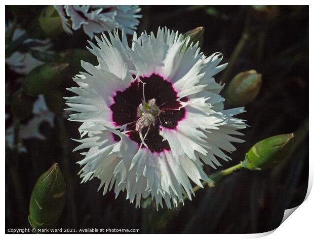 Dianthus Delight. Print by Mark Ward
