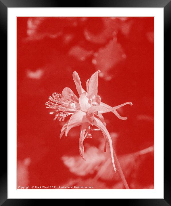 Aquilegia Amore. Framed Mounted Print by Mark Ward