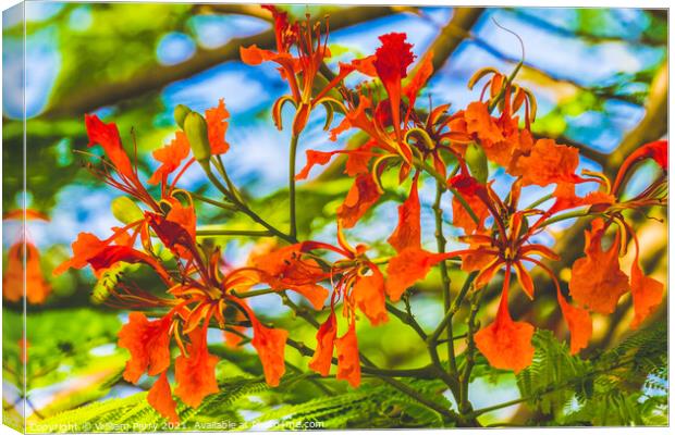 Red Flame Flowers Tree  Moorea Tahiti Canvas Print by William Perry