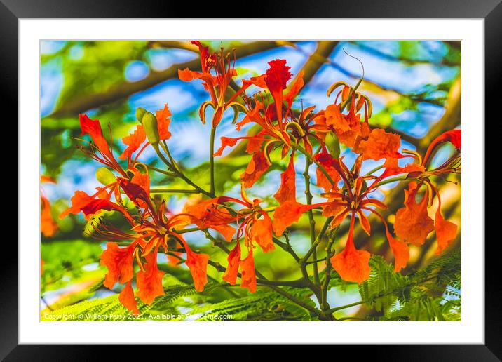 Red Flame Flowers Tree  Moorea Tahiti Framed Mounted Print by William Perry