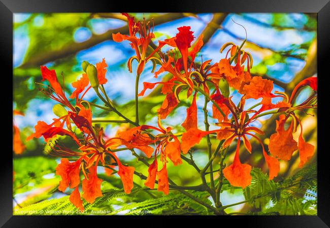 Red Flame Flowers Tree  Moorea Tahiti Framed Print by William Perry