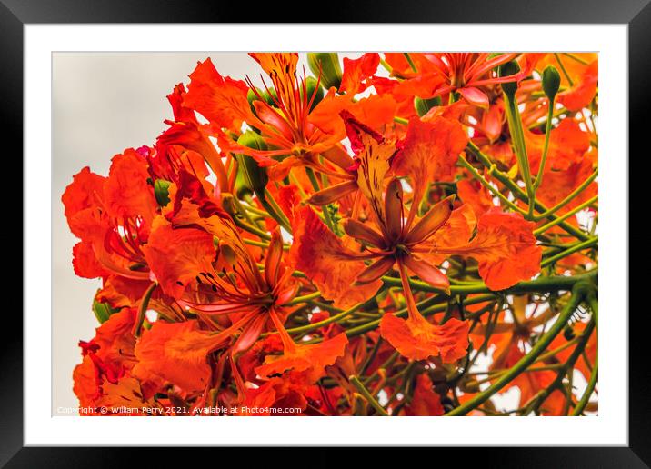 Red Flame Flowers Tree  Moorea Tahiti Framed Mounted Print by William Perry