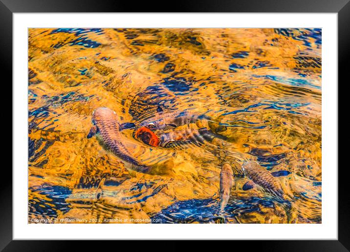 Colorful Reef Fish Yellowfin Goatfish Abstract Moorea Tahiti Framed Mounted Print by William Perry