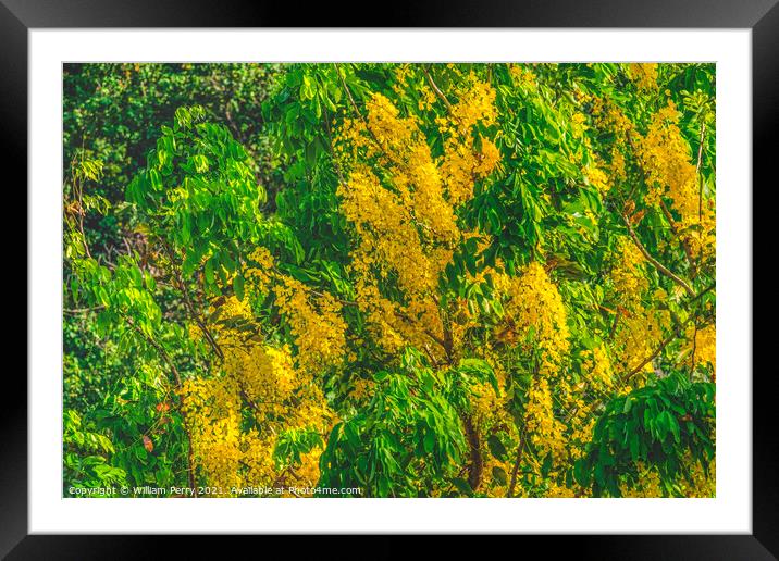 Golden Yellow Shower Tree Moorea Tahiti Framed Mounted Print by William Perry