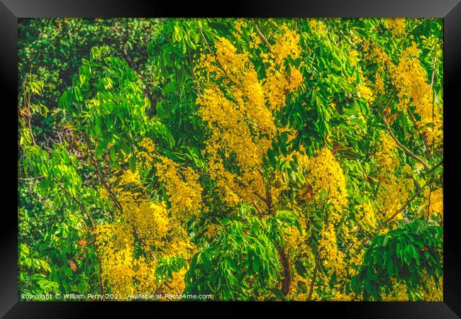 Golden Yellow Shower Tree Moorea Tahiti Framed Print by William Perry
