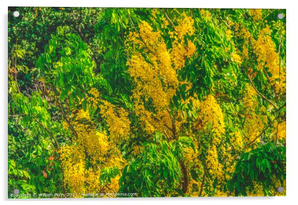 Golden Yellow Shower Tree Moorea Tahiti Acrylic by William Perry