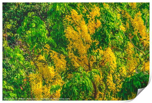 Golden Yellow Shower Tree Moorea Tahiti Print by William Perry