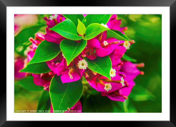 Pink Bougainvillea Moorea Tahiti Framed Mounted Print by William Perry