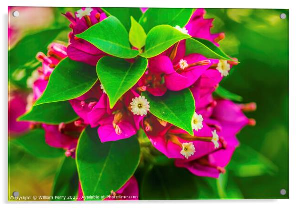 Pink Bougainvillea Moorea Tahiti Acrylic by William Perry