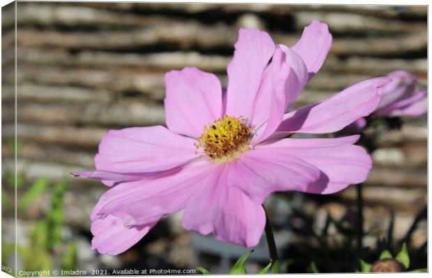 Pale Pink Cosmos Flower, Canvas Print by Imladris 