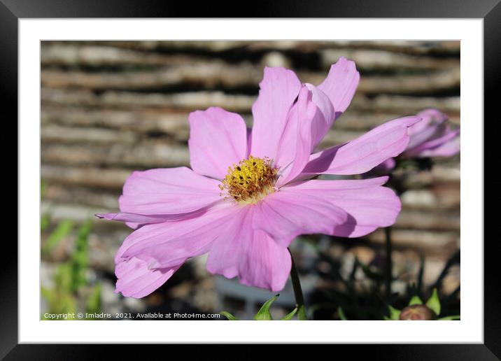 Pale Pink Cosmos Flower, Framed Mounted Print by Imladris 