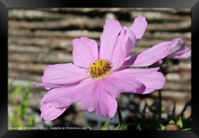 Pale Pink Cosmos Flower, Framed Print by Imladris 