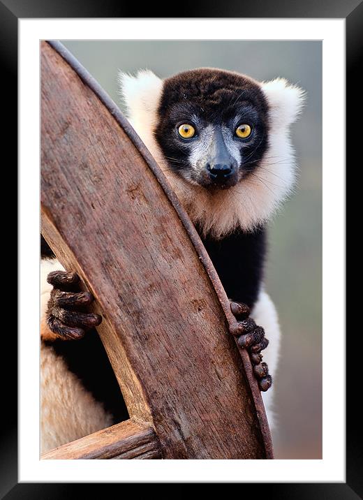 Black And White Ruffed Lemur Framed Mounted Print by Jason Connolly