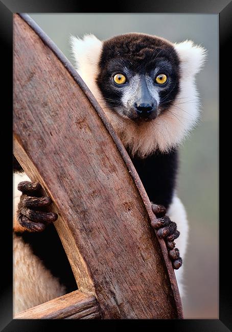 Black And White Ruffed Lemur Framed Print by Jason Connolly
