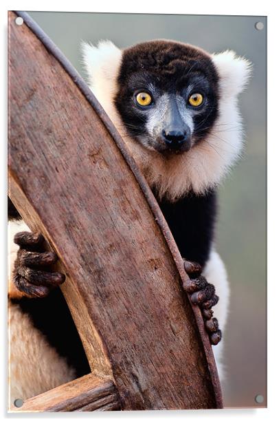Black And White Ruffed Lemur Acrylic by Jason Connolly