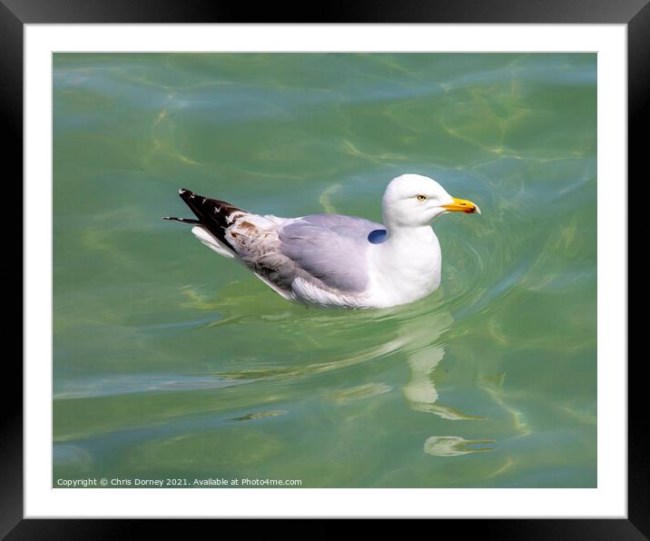 Sea Gull Swimming in the Sea Framed Mounted Print by Chris Dorney