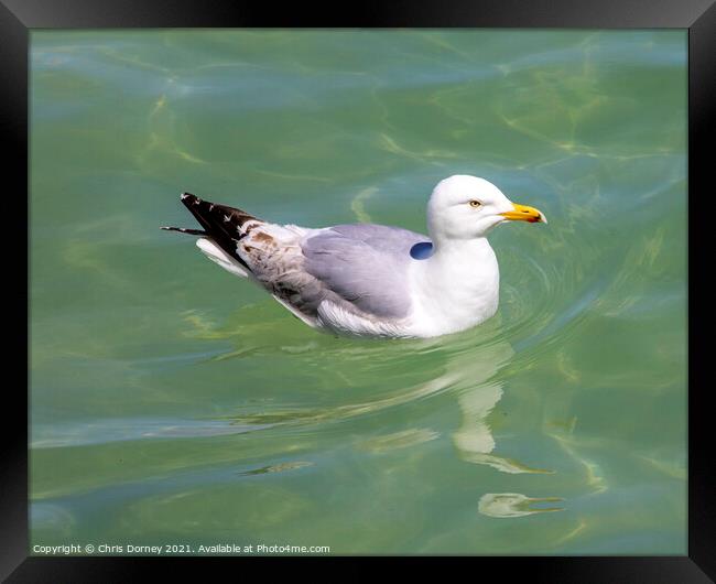 Sea Gull Swimming in the Sea Framed Print by Chris Dorney