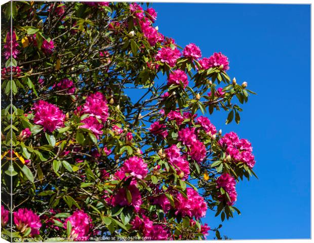 Pacific Rhododendron Canvas Print by Chris Dorney