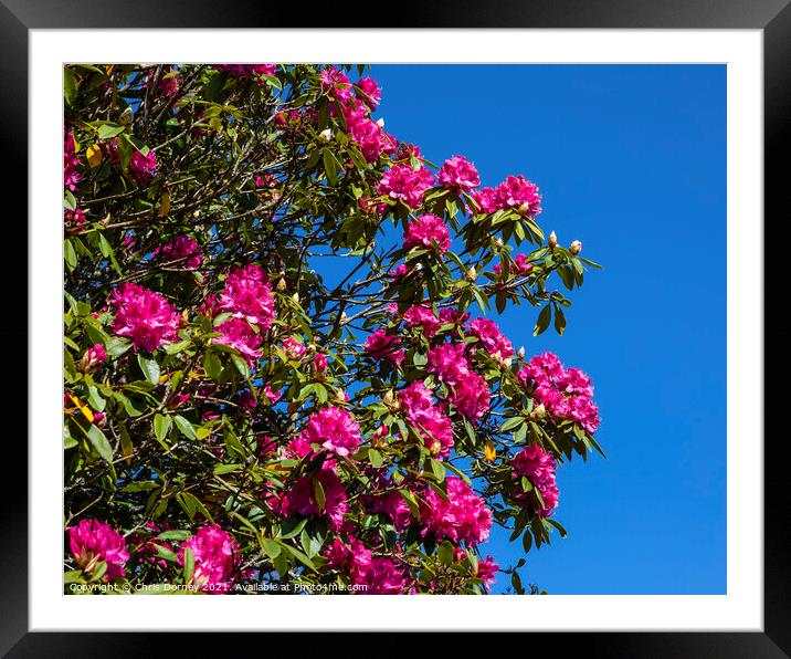 Pacific Rhododendron Framed Mounted Print by Chris Dorney