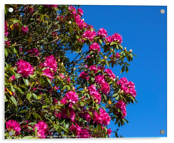 Pacific Rhododendron Acrylic by Chris Dorney