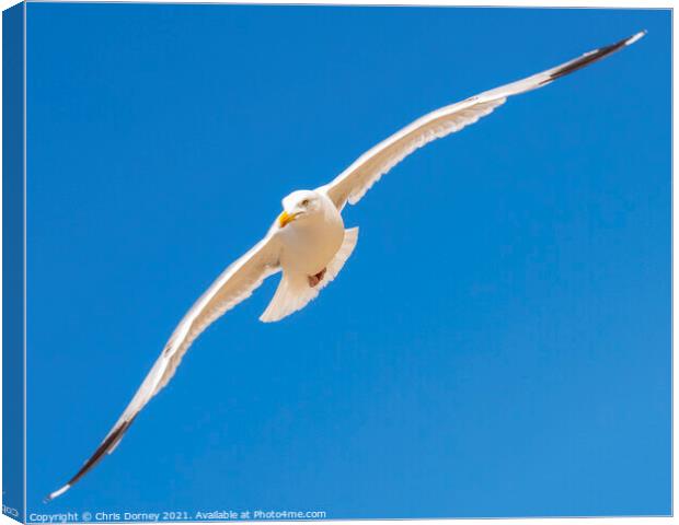 Flying Sea Gull Canvas Print by Chris Dorney