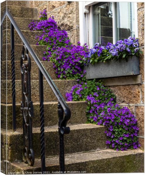 Purple Flowers in St. Ives in Cornwall, UK Canvas Print by Chris Dorney