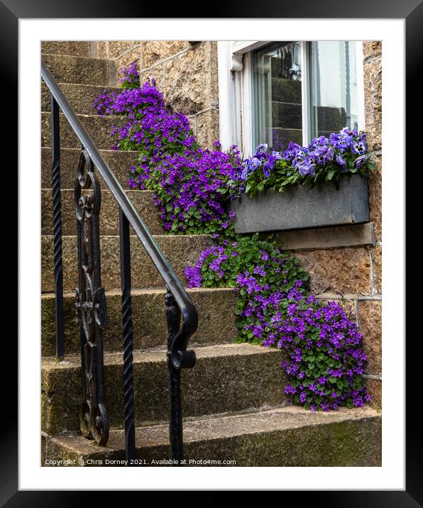 Purple Flowers in St. Ives in Cornwall, UK Framed Mounted Print by Chris Dorney