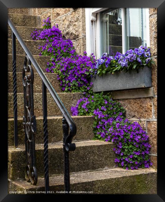 Purple Flowers in St. Ives in Cornwall, UK Framed Print by Chris Dorney