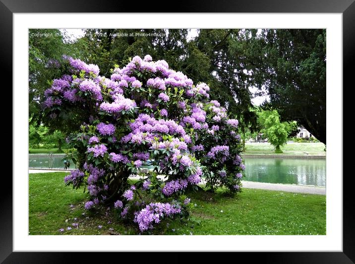 Majestic Purple Bloom Framed Mounted Print by Mark Chesters