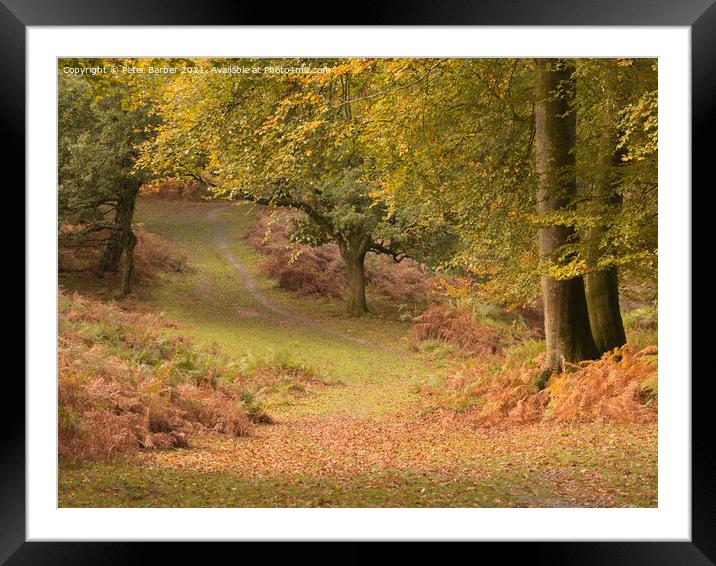 A woodland path in Autumn in the New Forest, Hampshire, UK Framed Mounted Print by Peter Barber
