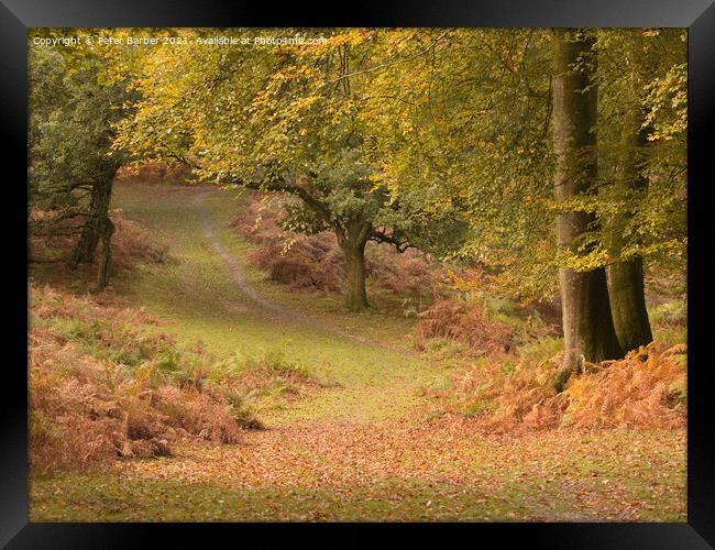 A woodland path in Autumn in the New Forest, Hampshire, UK Framed Print by Peter Barber