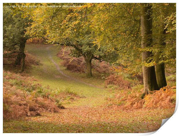 A woodland path in Autumn in the New Forest, Hampshire, UK Print by Peter Barber