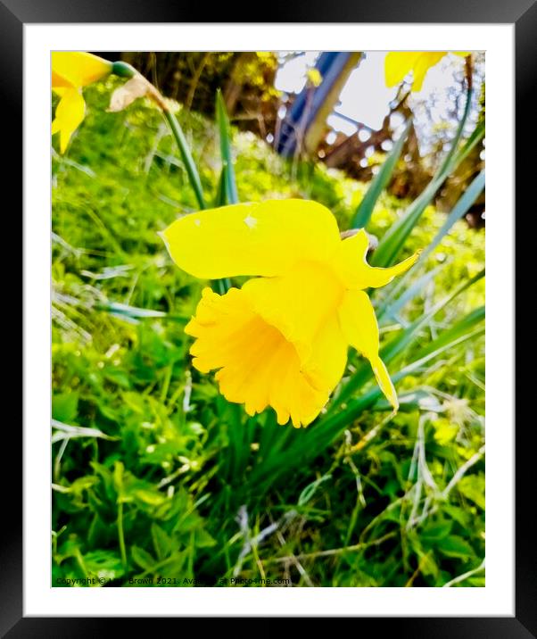 Daffodils in bloom Framed Mounted Print by Lizzi Brown