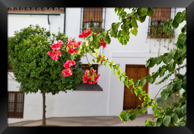 Cordoba streets on a sunny day in historic city center Framed Print by Elijah Lovkoff