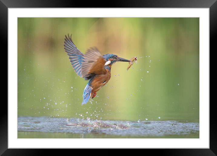 Kingfisher with catch Framed Mounted Print by Alan Tunnicliffe